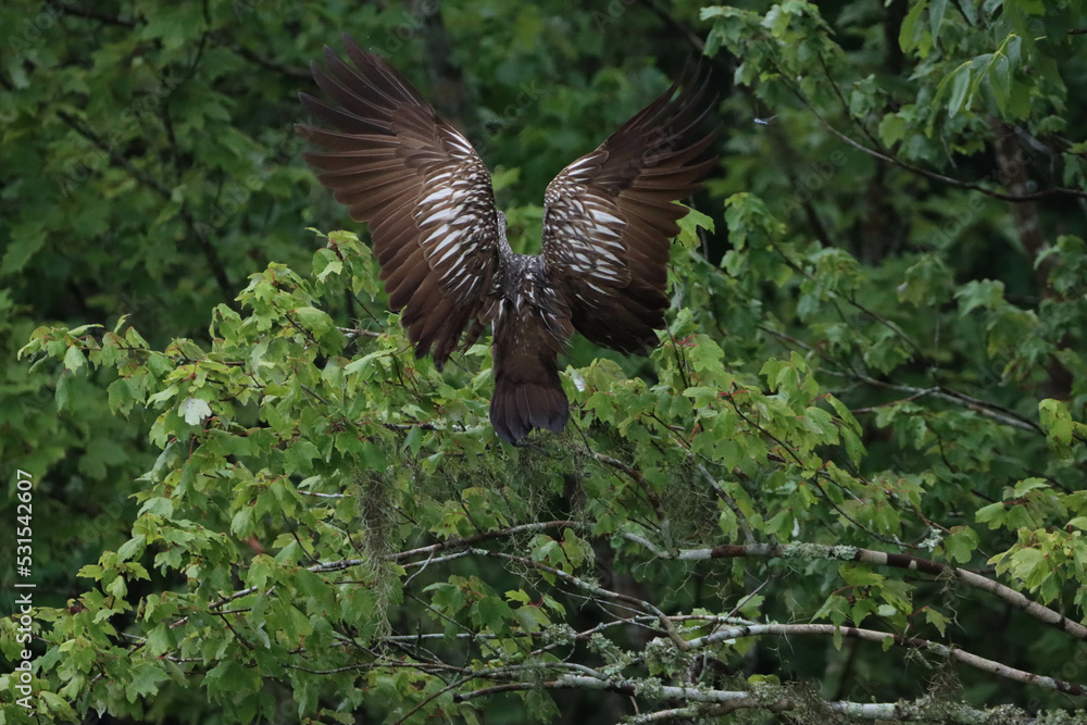 Obraz premium limpkin flight