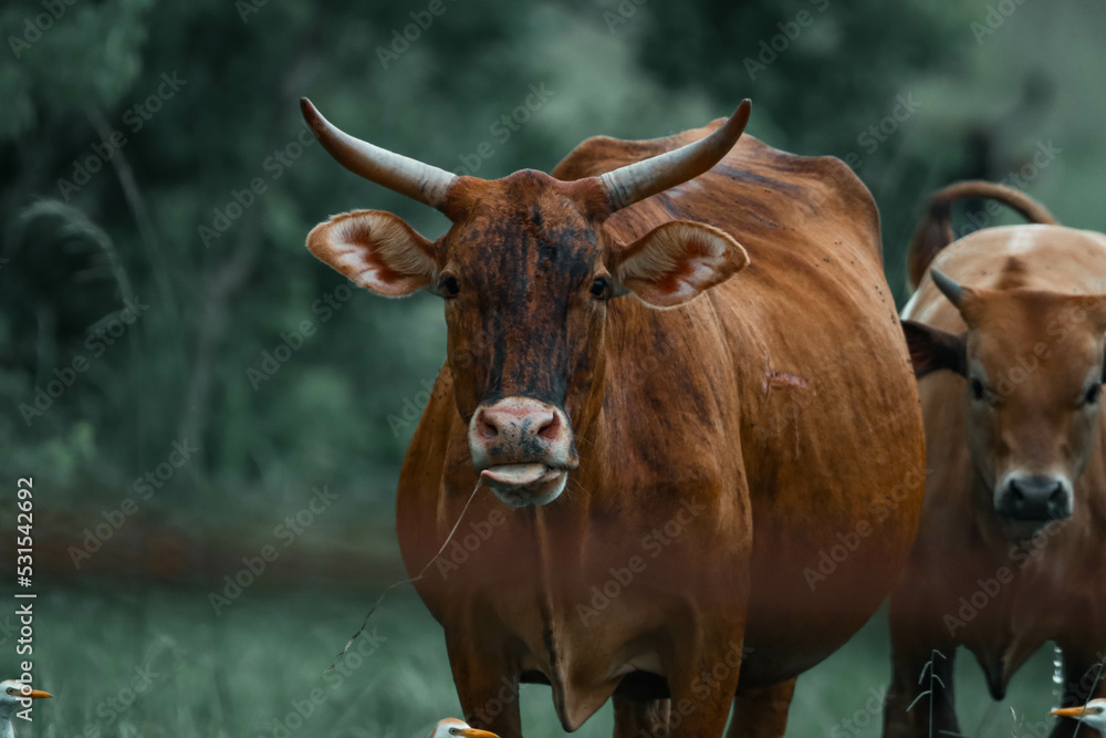 cows in the farm