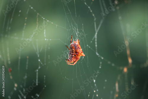 Canvas Print spider on web