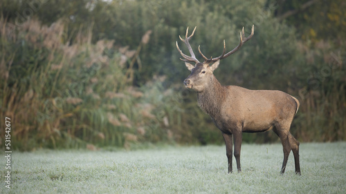 Alert red deer, cervus elaphus, stag standing on a frost covered meadow on an early morning in autumn. Wild herbivore with antlers looking aside and breathing out a vapor with copy space.