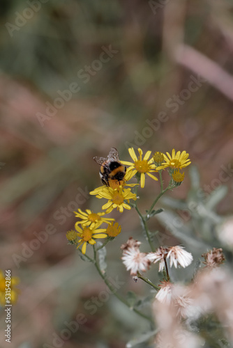 bee on a flower © Iryna