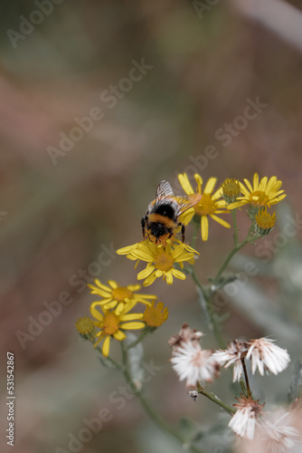 bee on yellow flower © Iryna