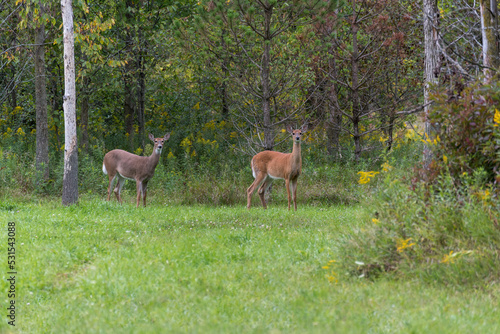Two White-tailed Deer Near The Woods