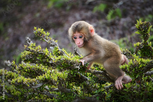 Photography Baby Japanese Macaque climbing on branches at Arashiyama Monkey Park Iwatayama i