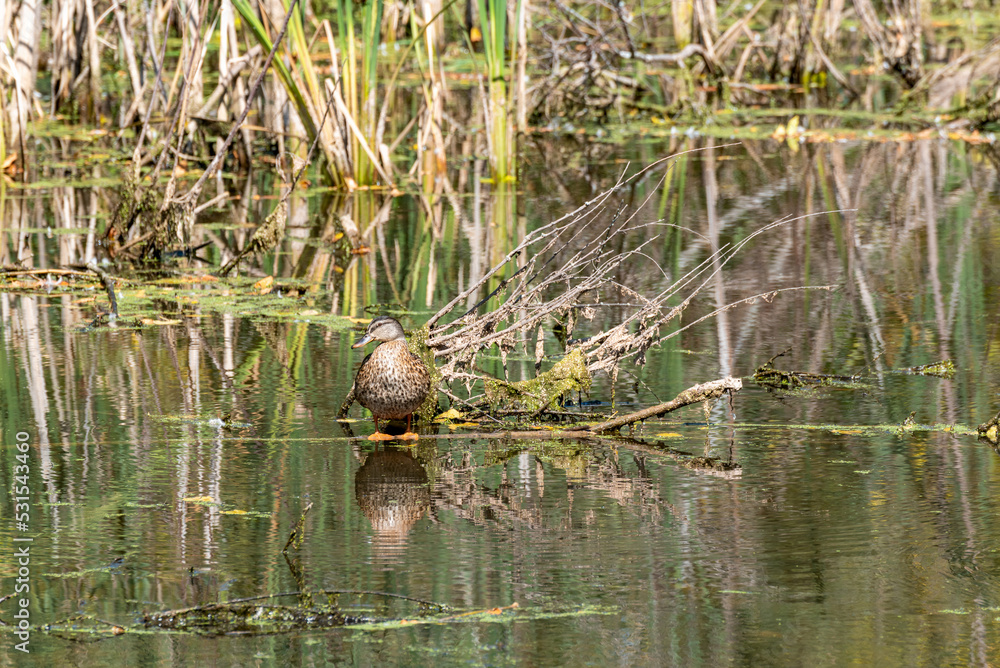 A Mallard IIn The Marsh A Mallard IIn The Marsh