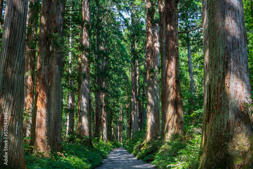 大木が並ぶ戸隠神社奥社参道の杉並木／日本長野県長野市【妙高戸隠連山国立公園】 photo