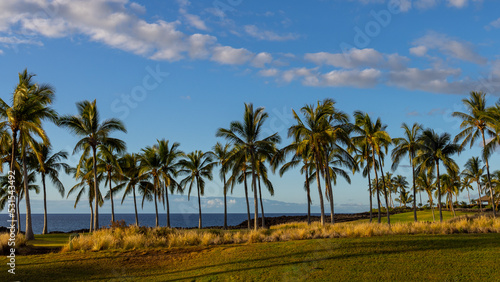 Palm Trees © MekunaPhotography