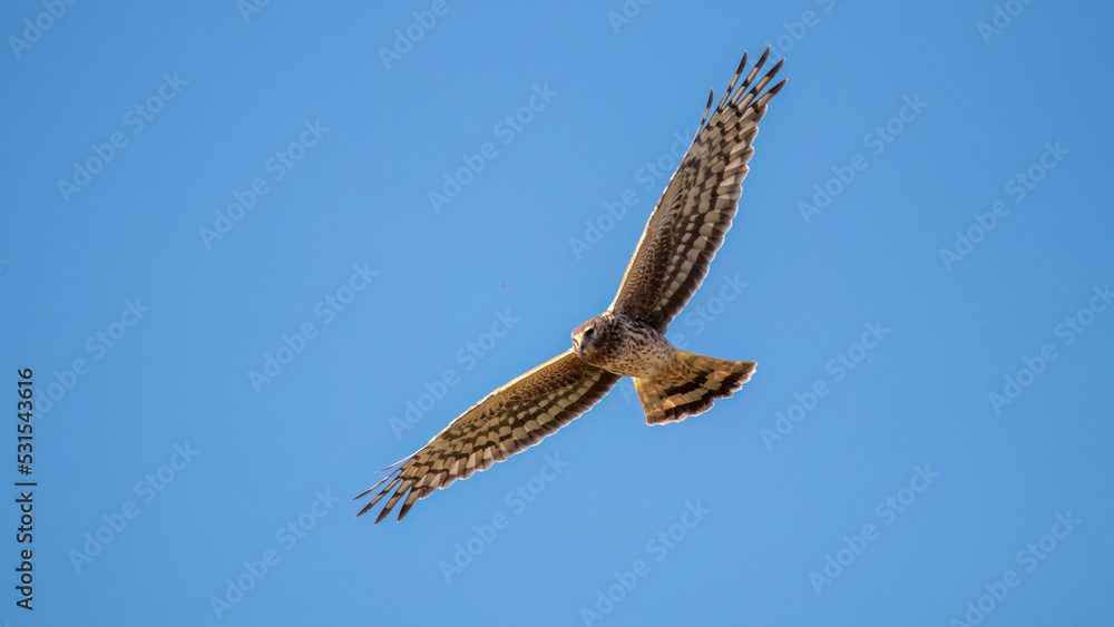 Fototapeta premium Hawk Soaring
