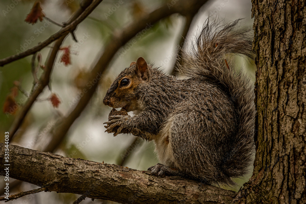 Gray Squirrel eats a nut in a tree
