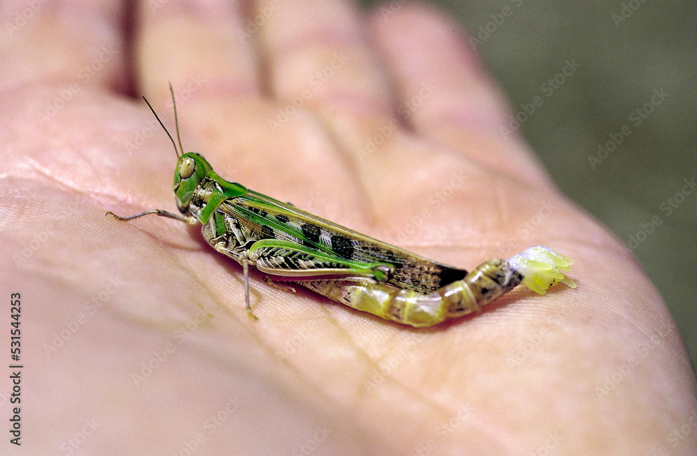 A plague locust continues to lay eggs on a hand. A plague locust continues to lay eggs on a hand.