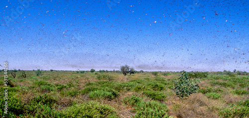 Fotografie A plague of locusts swarm across the country side near Port Headland in Western Australia