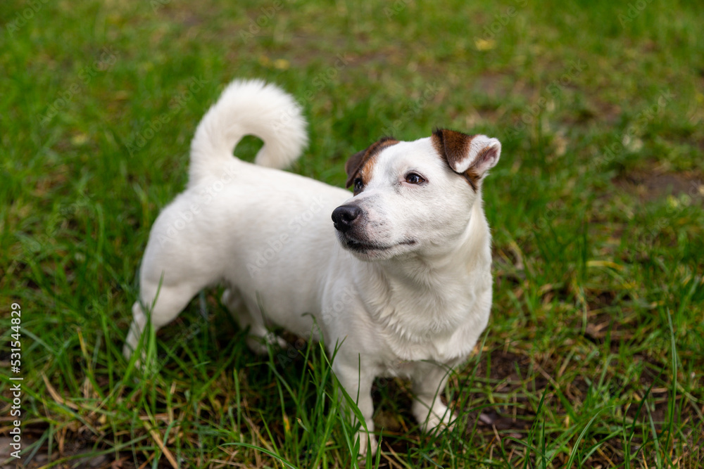 jack russell terrier puppy