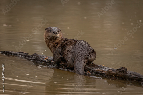 River Otter on a log in the marsh