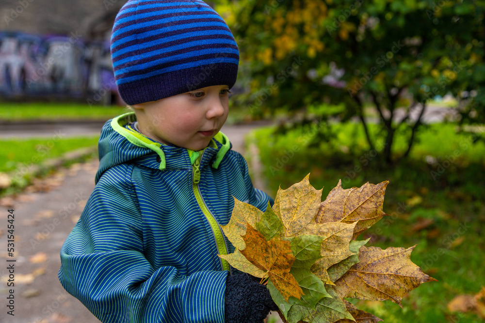 Φωτογραφία portrait of a little toddler boy with maple leaves in autumn outdoors