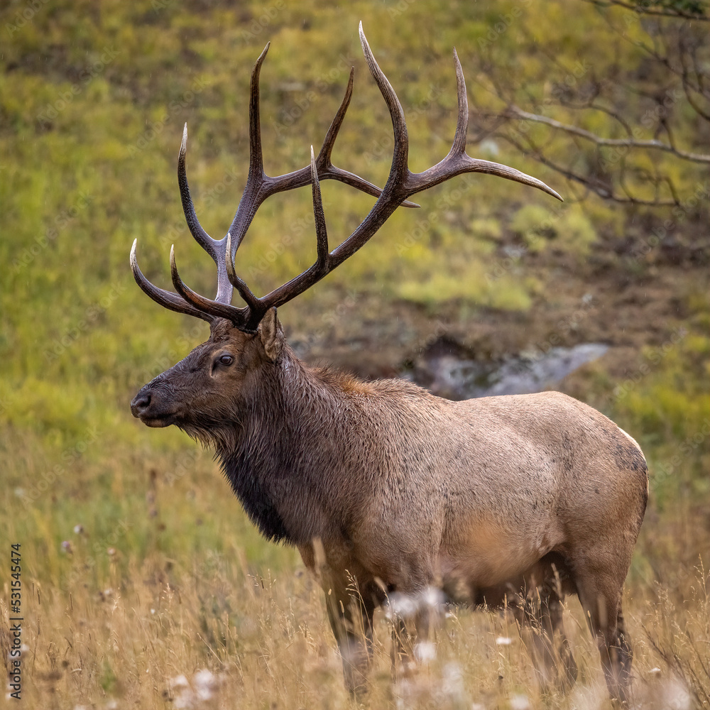 Fototapeta premium Bull Rocky Mountain elk (cervus canadensis) standing broadside while observing his harem during the fall rut on overcast day at Rocky Mountain National Park Colorado, USA 