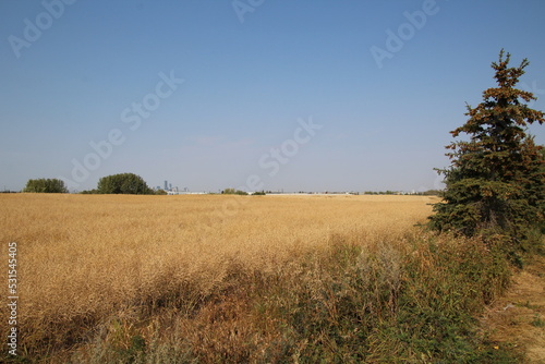 field of wheat, Pylypow Wetlands, Edmonton, Alberta
