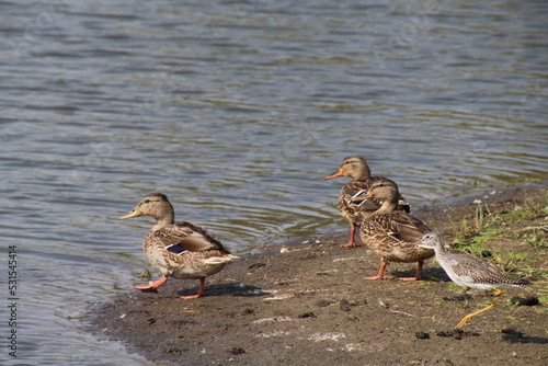 Ducks On The Beach, Pylypow Wetlands, Edmonton, Alberta