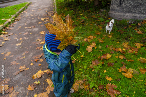 portrait of a little toddler boy with maple leaves in autumn outdoors