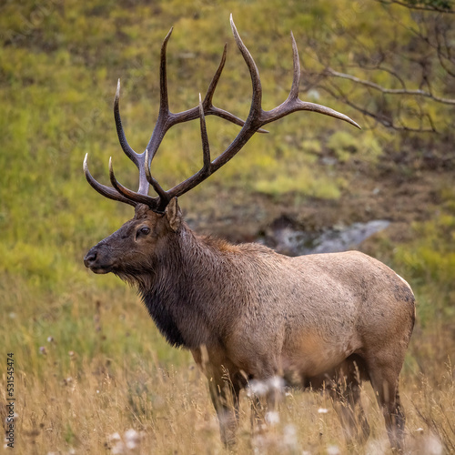 Bull Rocky Mountain elk (cervus canadensis) standing broadside while observing his harem during the fall rut on overcast day at Rocky Mountain National Park Colorado, USA 