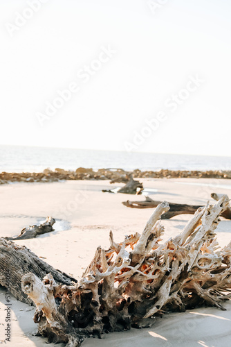 Driftwood and Rocks open the shore