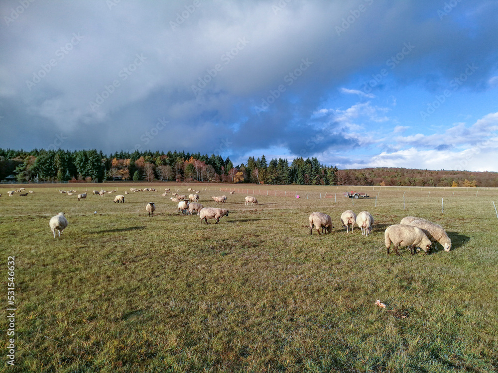 herd of sheeps grazing at the meadow