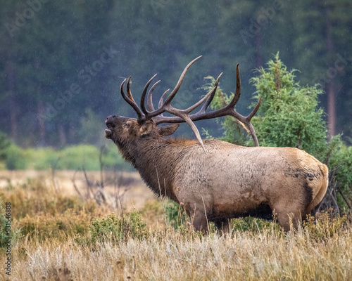 Photos Bull Rocky mountain elk (cervus canadensis) bugling during the fall rut breeding