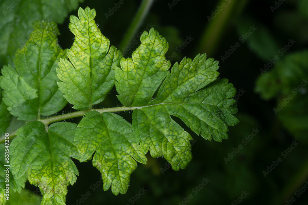 Close up of a green leaf, Erodium moschatum or Musk stork's-bill. Close up of a green leaf, Erodium moschatum or Musk stork's-bill.
