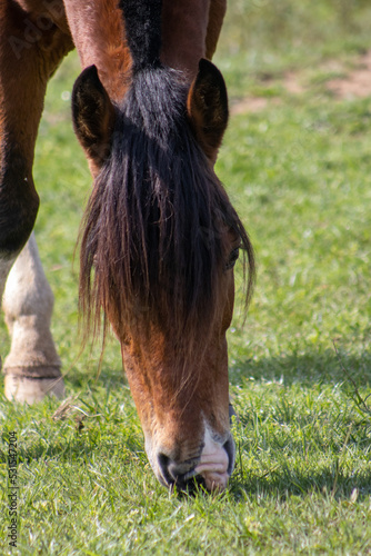 Brown horse grazing