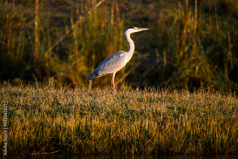 Fototapeta premium great blue heron