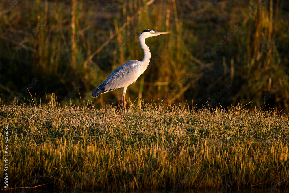 Fototapeta premium great blue heron in the marsh