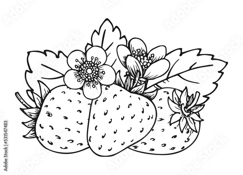 Strawberry bunch of three berries. Coloring book page. Whole ripe wild forest berry with leaves and blossom flowers. Tasty sweet fresh fruit. Juicy strawberries handdrawn clip art black white sketch