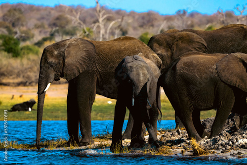 elephants in the savannah