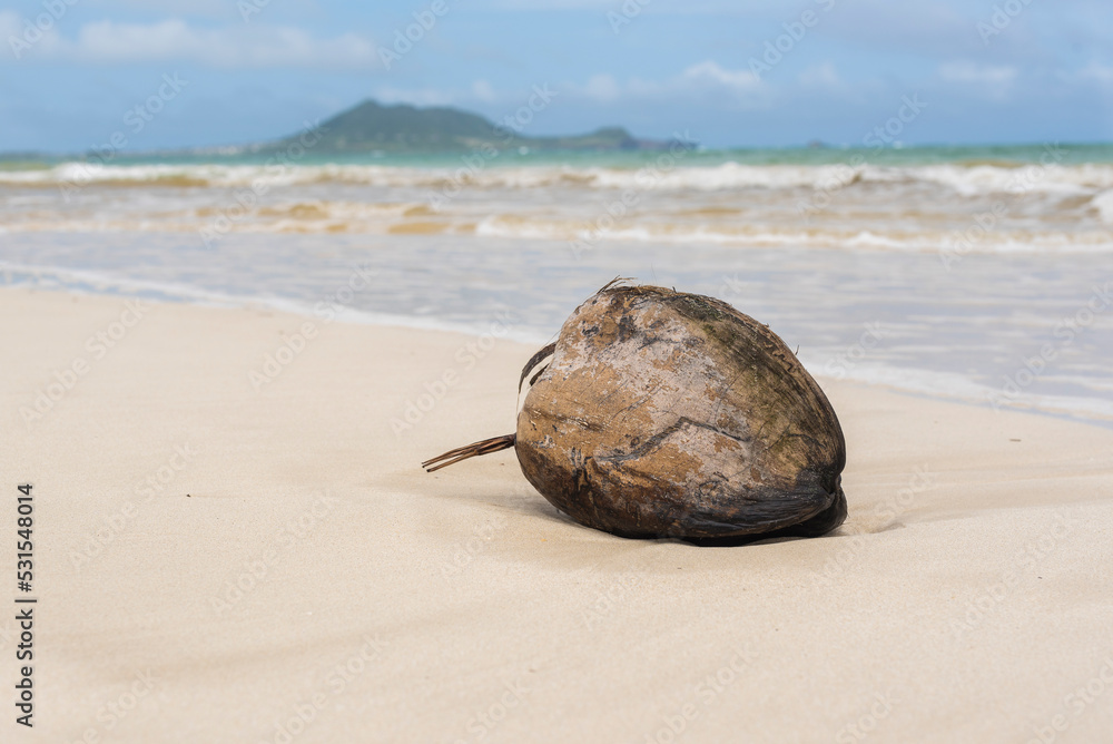 Coconut washes up on the shore on a tropical beach in Hawaii, USA Coconut washes up on the shore on a tropical beach in Hawaii, USA