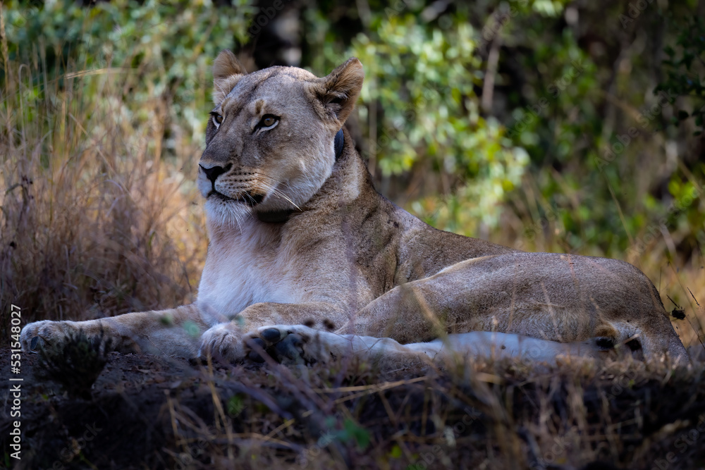 Naklejka premium lioness in the grass