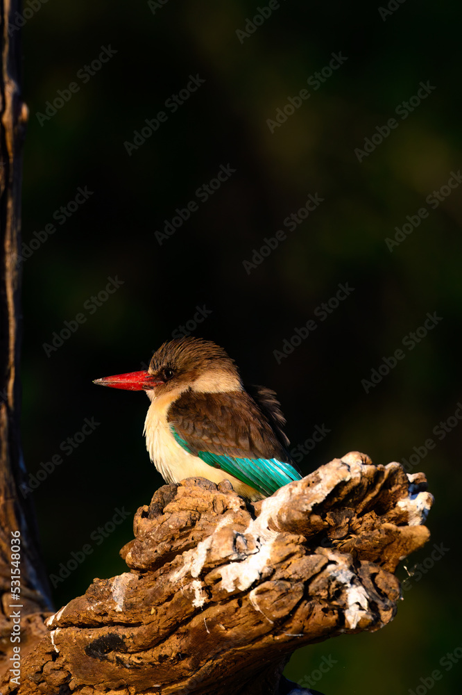 Fototapeta premium bird on a branch