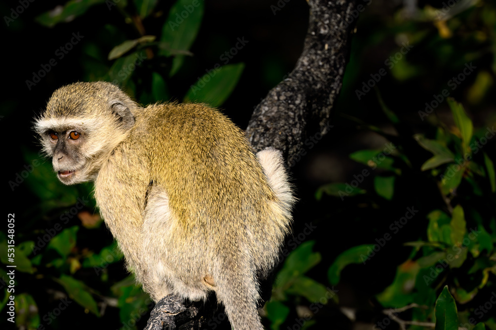 Obraz premium Vervet monkey in a tree 
