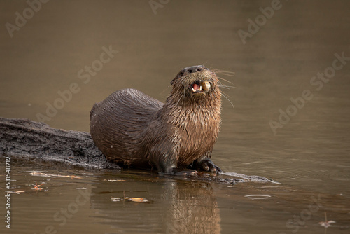 River Otter eating a fish on a log in the marsh