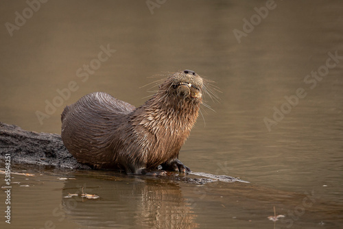 River Otter eating a fish on a log in the marsh