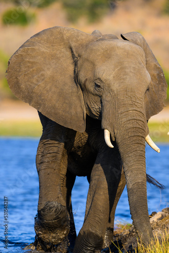 An adult elephant walking through the Chobe River 