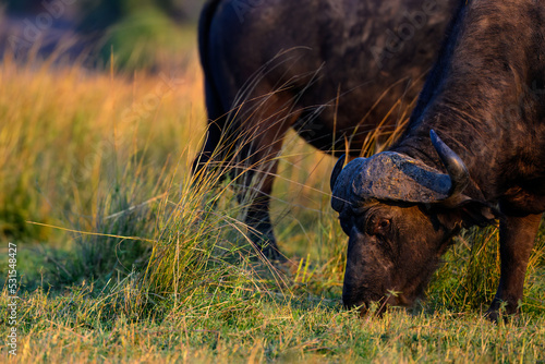 buffalo grazing in the field