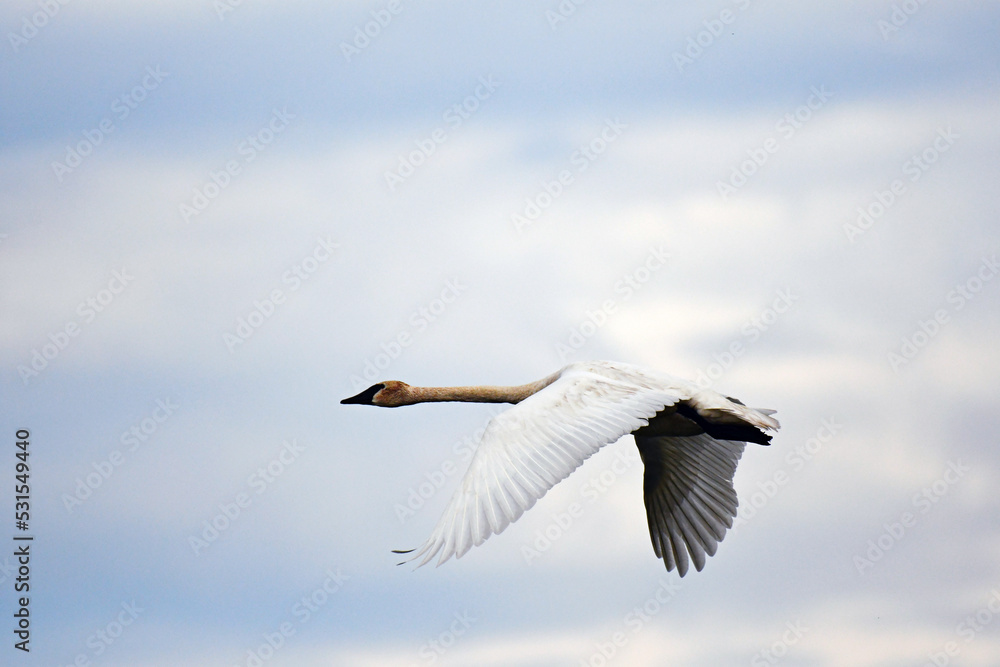 Trumpeter Swan in flight with a blue sky in the background Trumpeter Swan in flight with a blue sky in the background