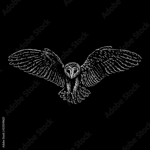 Barn Owl hand drawing vector illustration isolated on black background