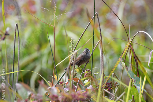 Swamp Sparrow perched on a twig