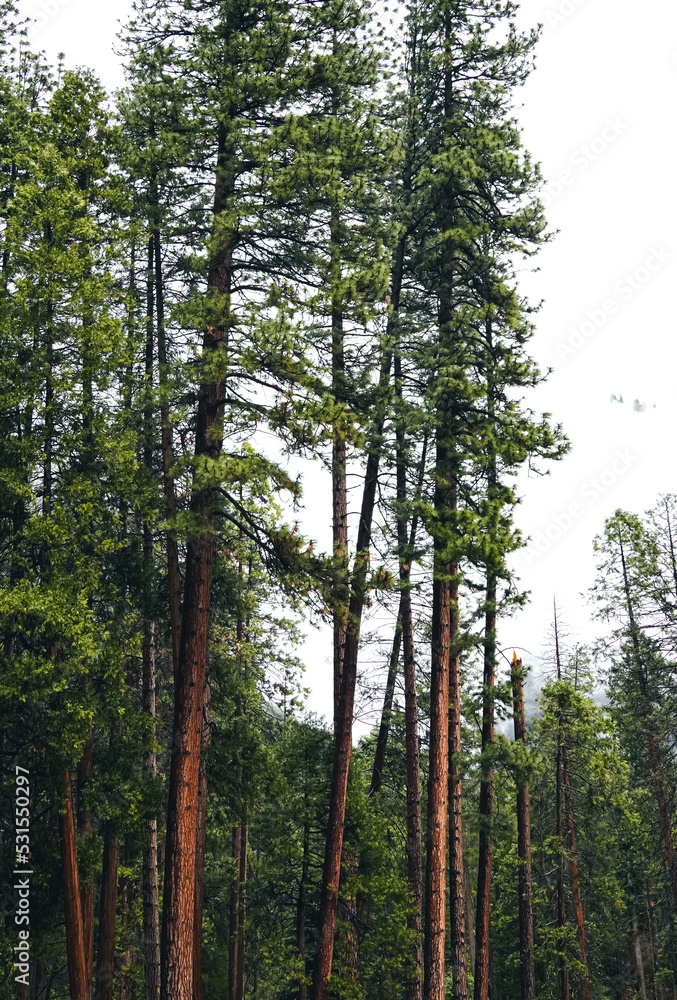 trees in the woods