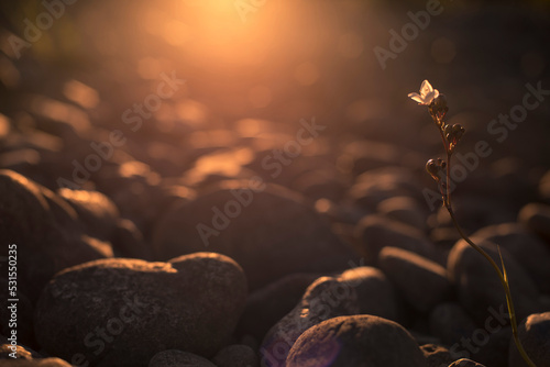 flor solitaria sobre rocas al atardecer  photo