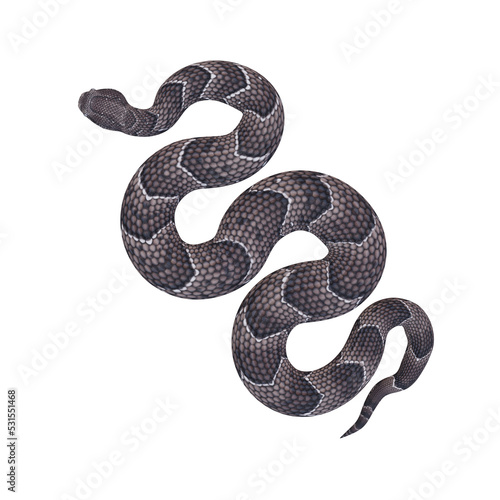 Puff adder 3D illustration