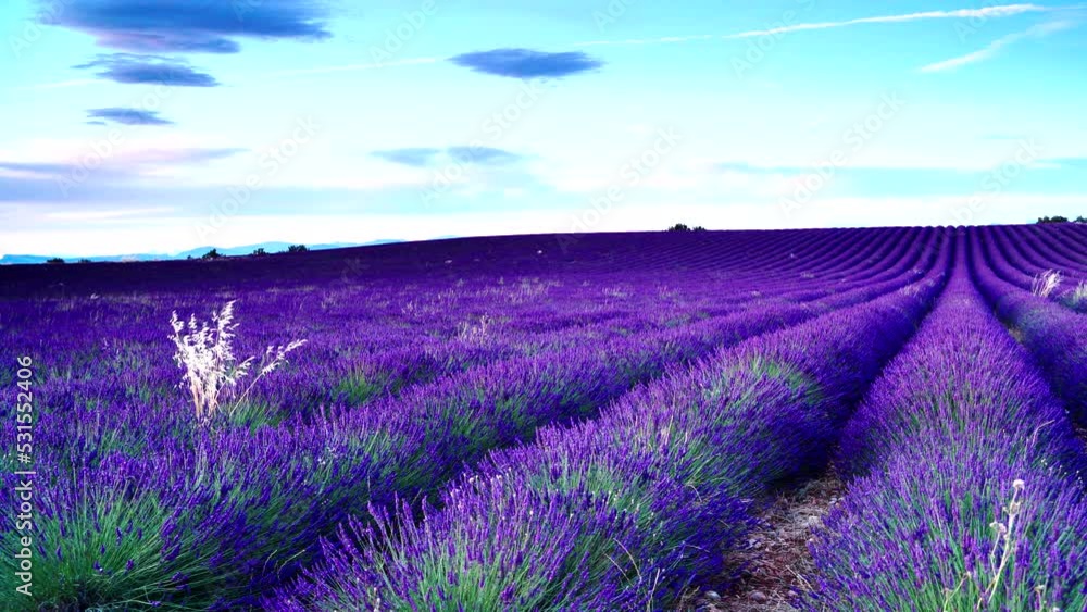 Blooming lavender field. Provence in France. Blooming lavender field. Provence in France.