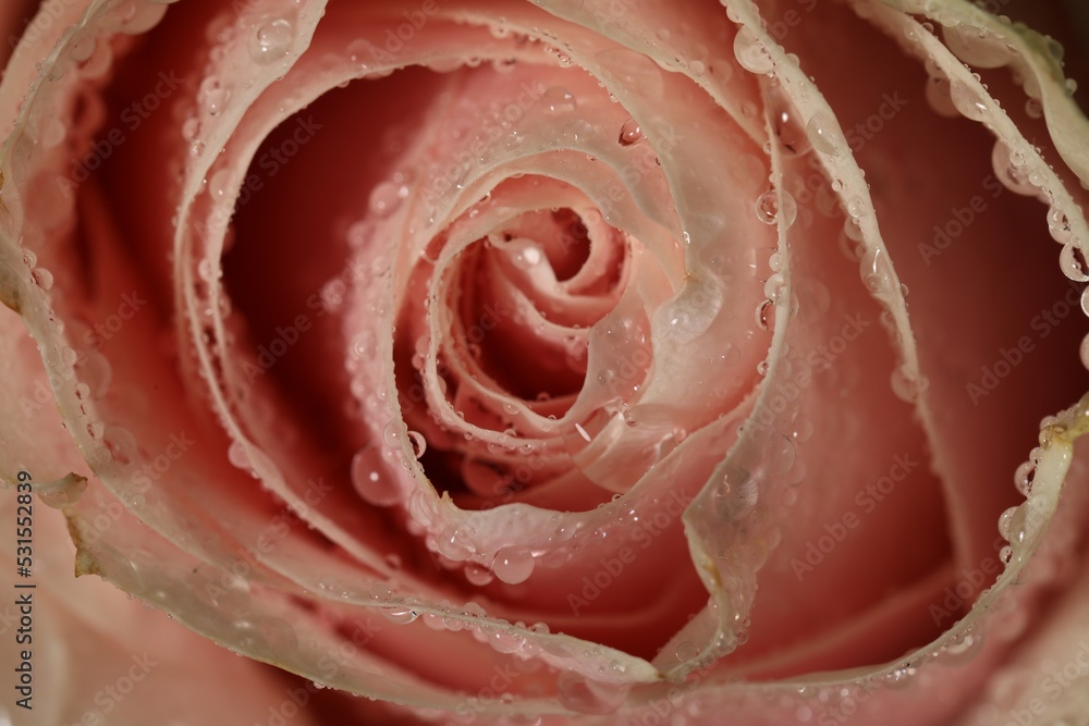 Closeup view of beautiful blooming pink rose with dew drops as background Closeup view of beautiful blooming pink rose with dew drops as background