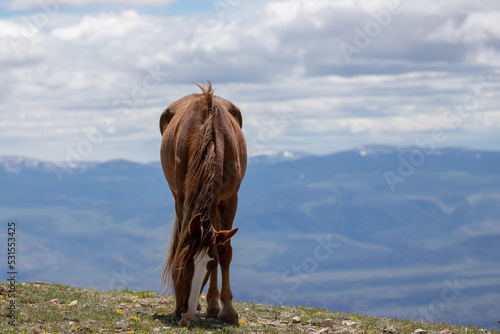 Chestnut bay young wild horse stallion grazing high above the Bighorn Canyon in Montana United States