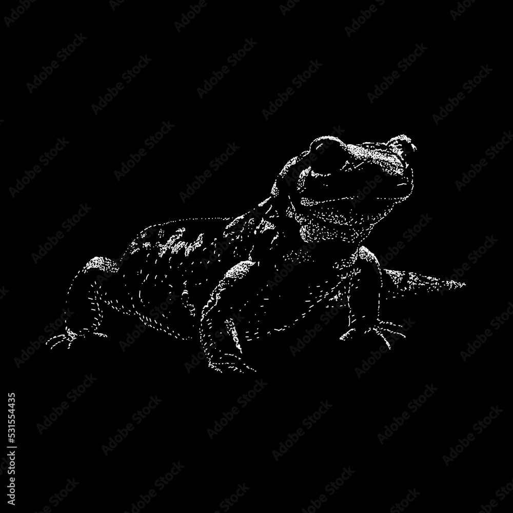 Fire salamander hand drawing vector illustration isolated on black ...